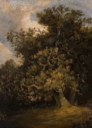 Oak Tree